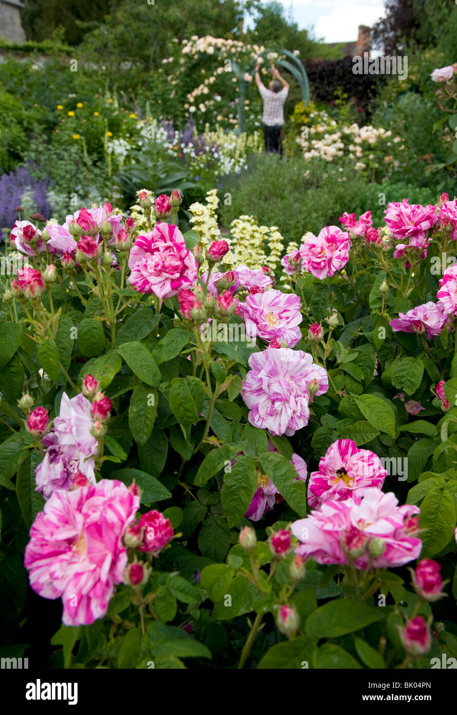 The Rose Garden at Coughton Court home of the Throckmorton family in