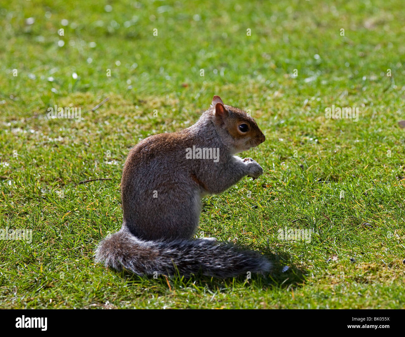Grey Squirrel on green grass in sunshine Stock Photo
