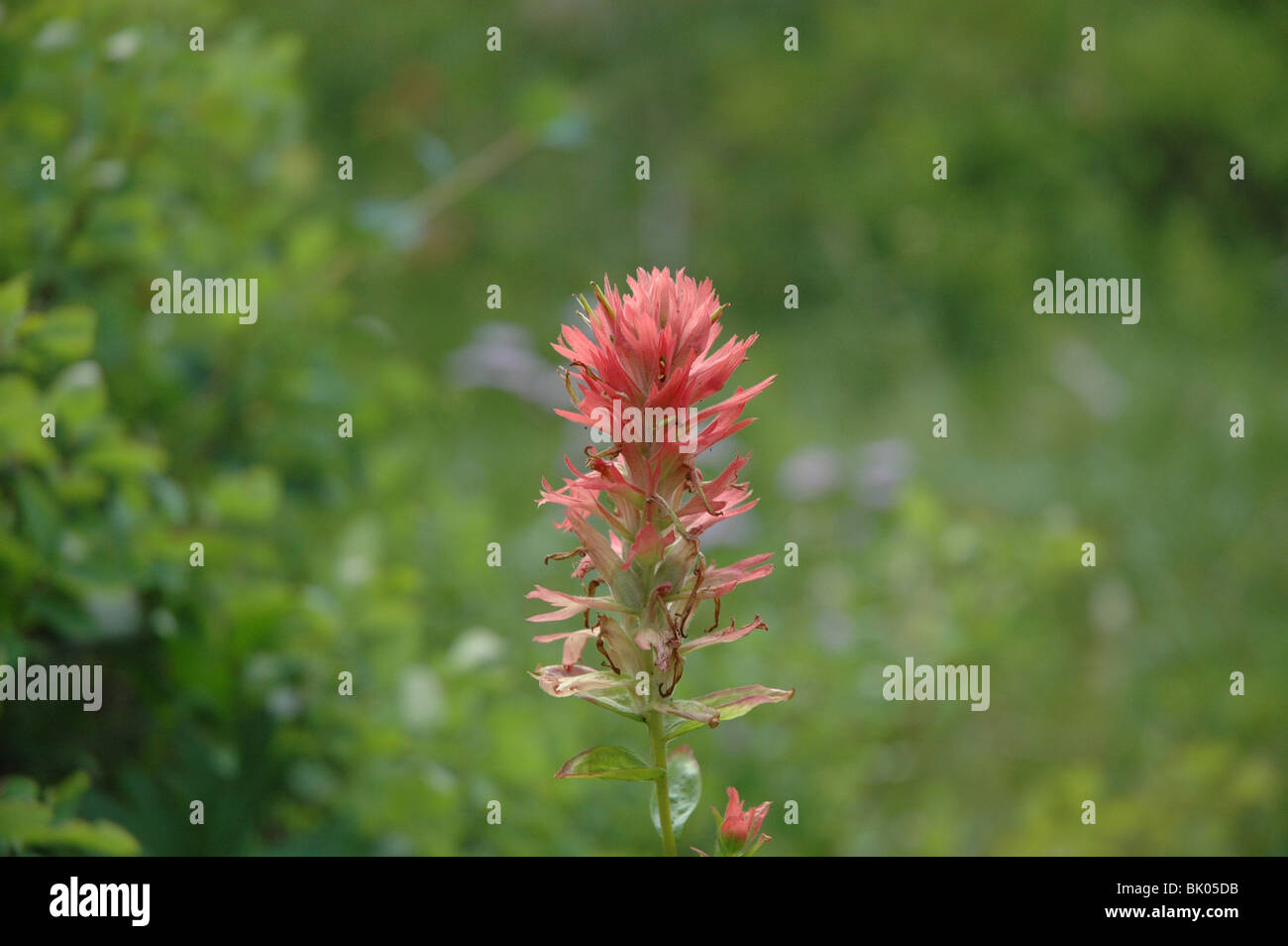 Indian paintbrush flower Stock Photo Alamy