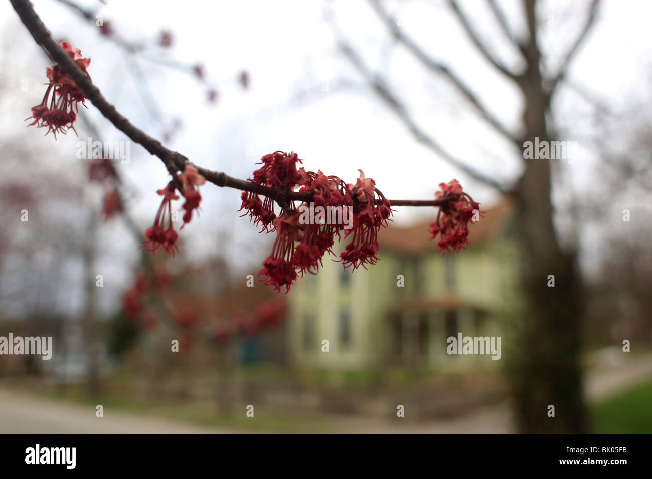 Red Maples blooming. housing houses house neighborhood blooms tree