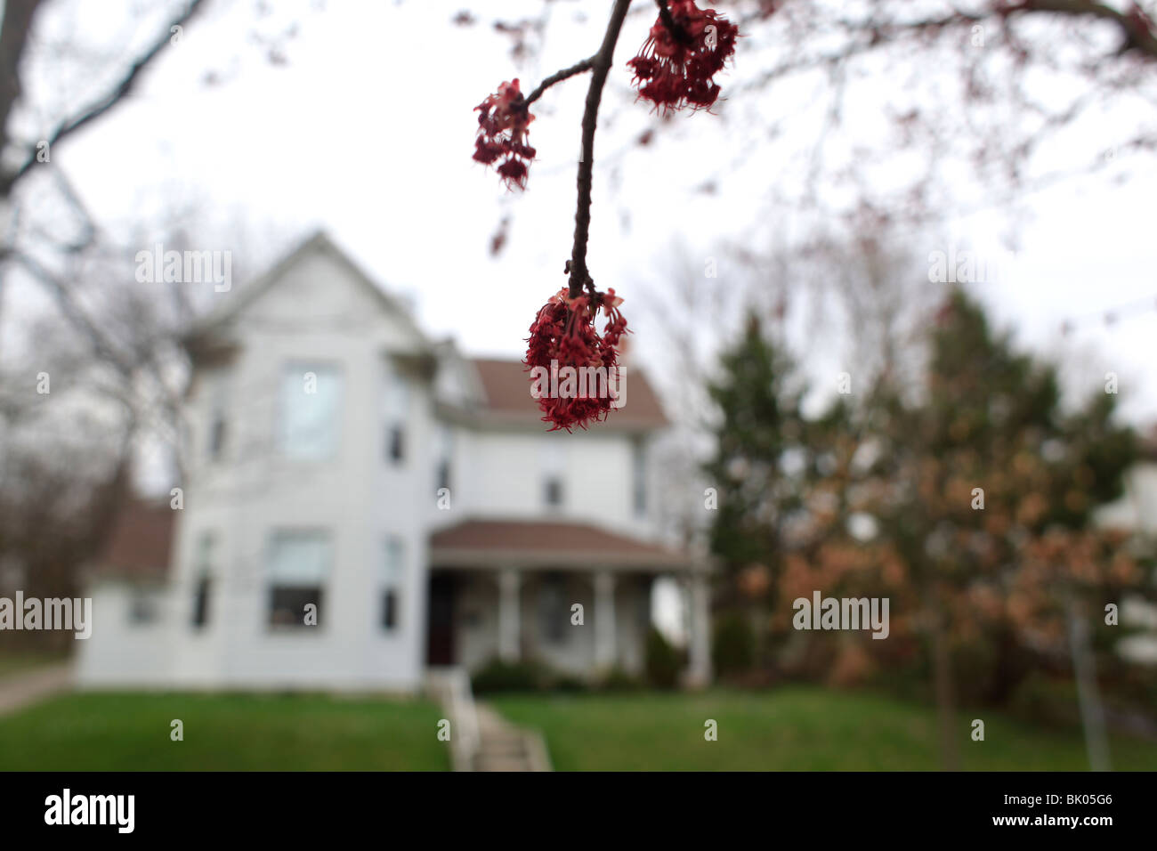Red Maples blooming. housing houses house neighborhood blooms tree