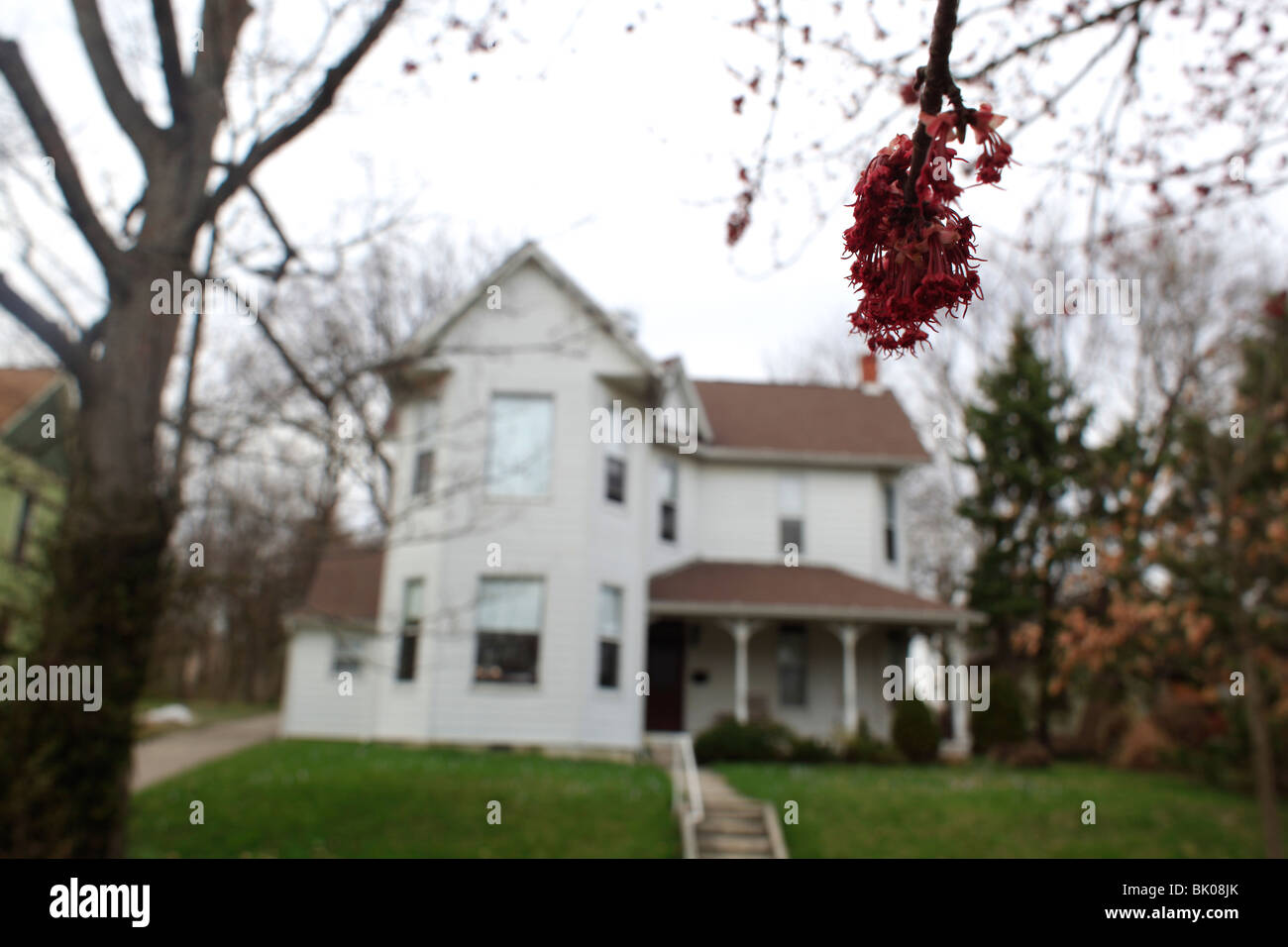 Red Maples blooming. housing houses house neighborhood blooms tree