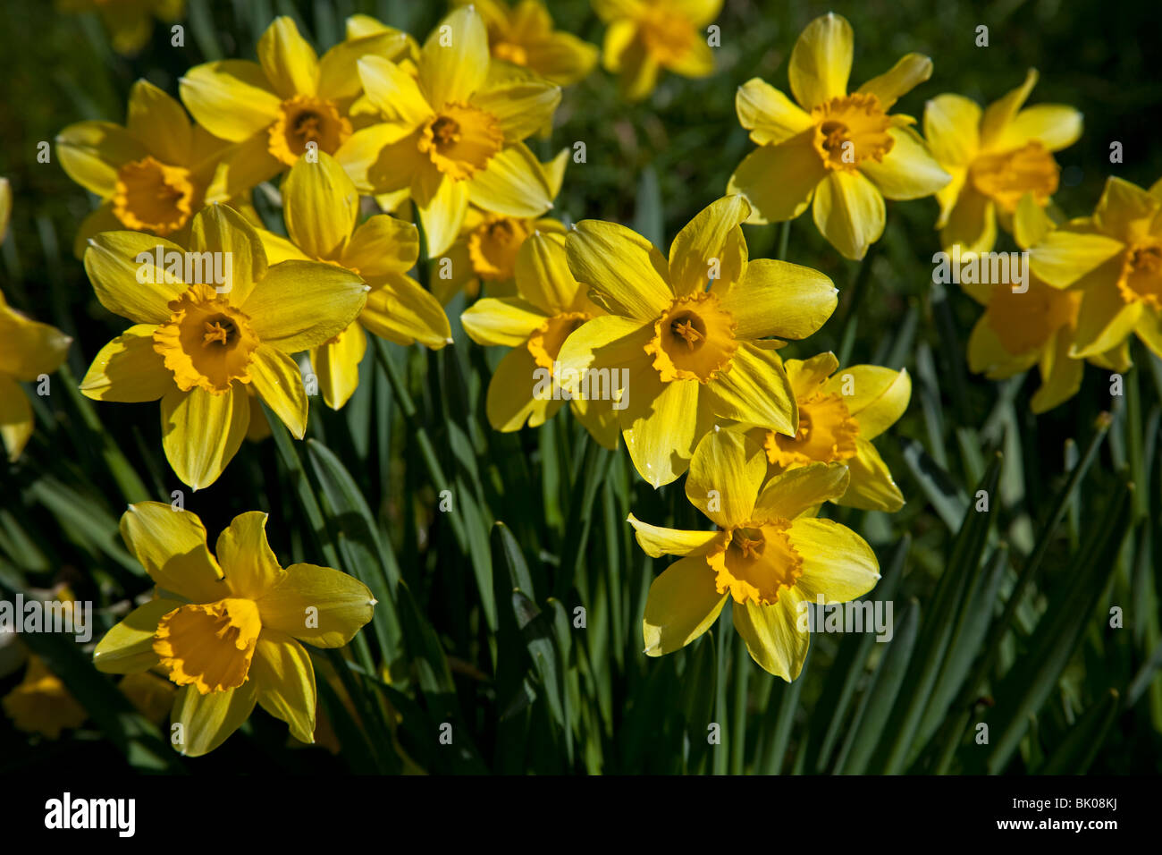 Yellow spring daffodils in sunshine Stock Photo