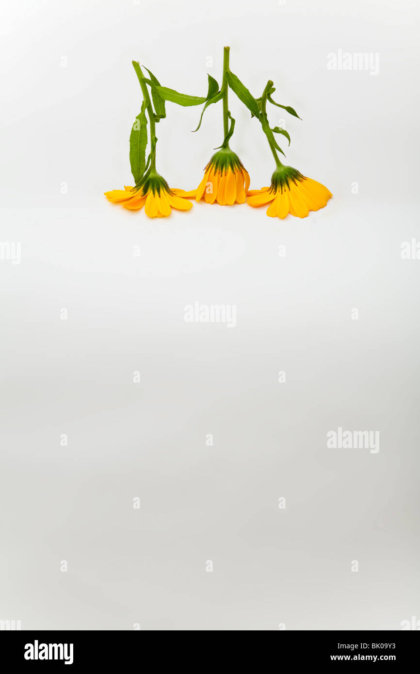 Upside Down Flowers High Resolution Stock Photography and Images - Alamy