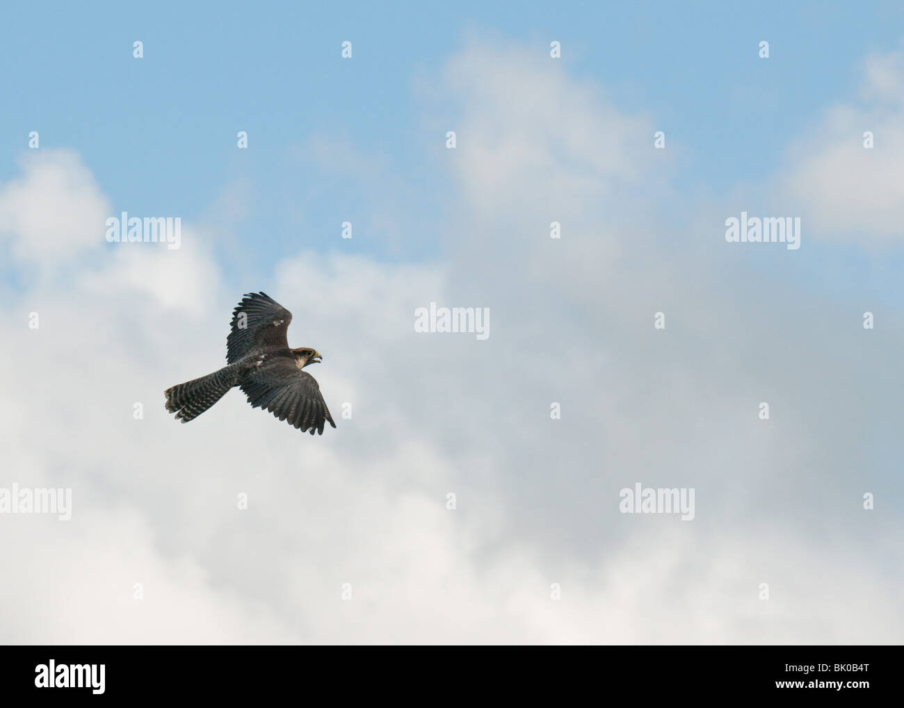 Harris hawk flying hi-res stock photography and images - Alamy