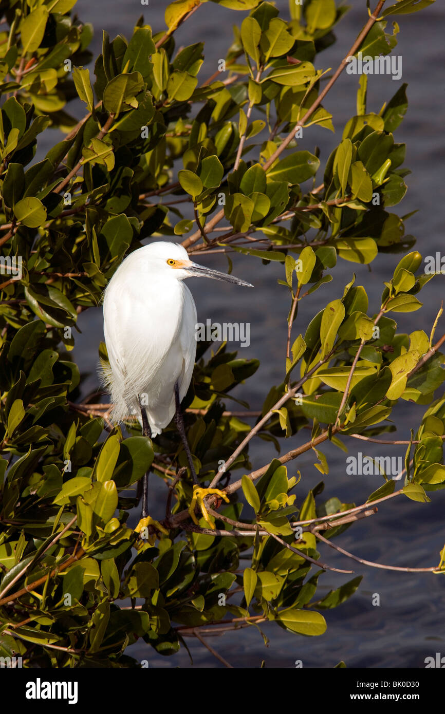 Snowy Egret - J.N. Ding Darling National Wildlife Refuge - Sanibel Island, Florida USA Stock Photo