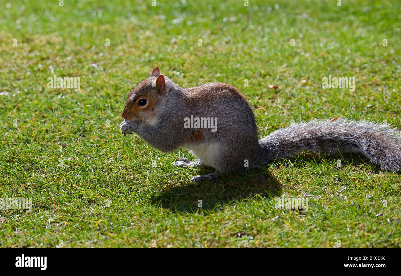 Grey Squirrel eating seed on green grass in sunshine Stock Photo