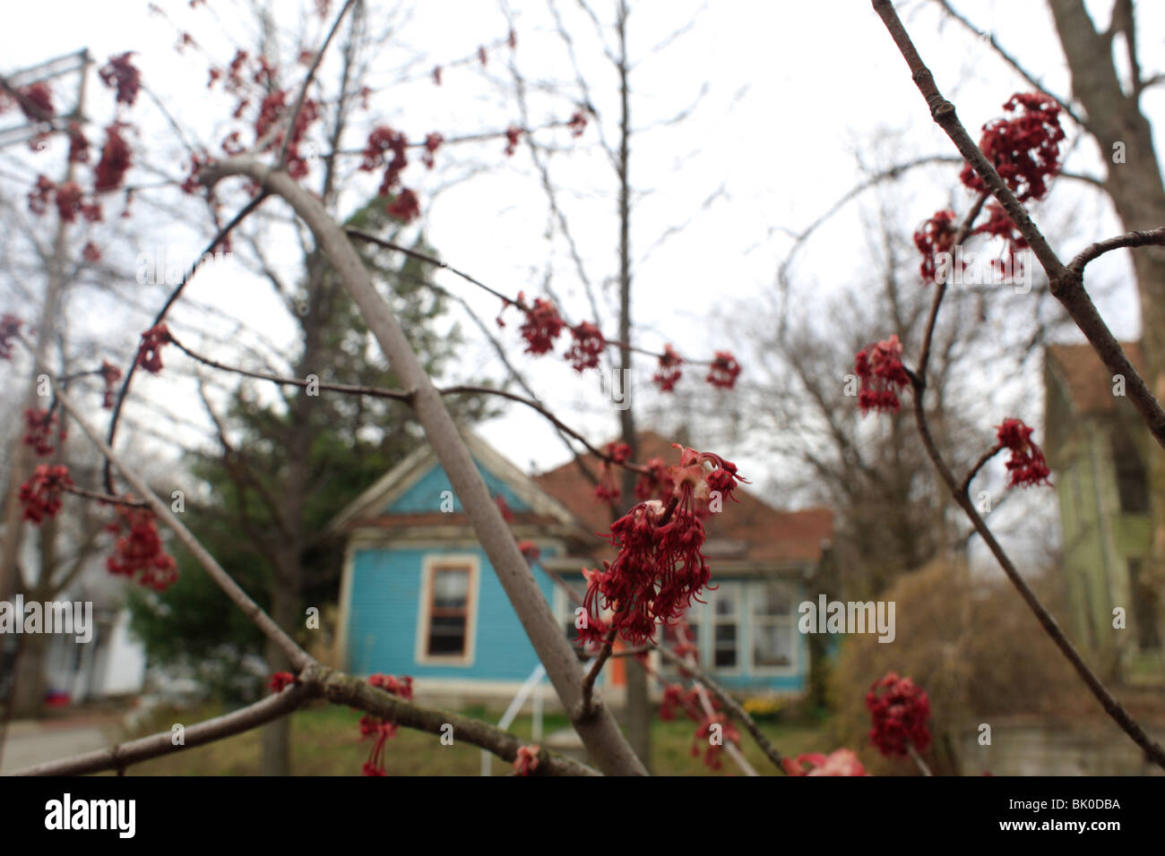 Red Maples blooming. housing houses house neighborhood blooms tree