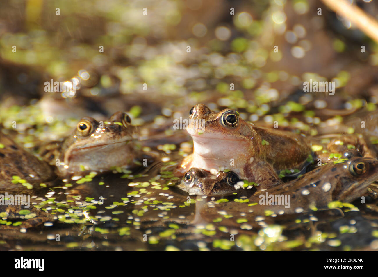 Frogs photographed in a pond Stock Photo