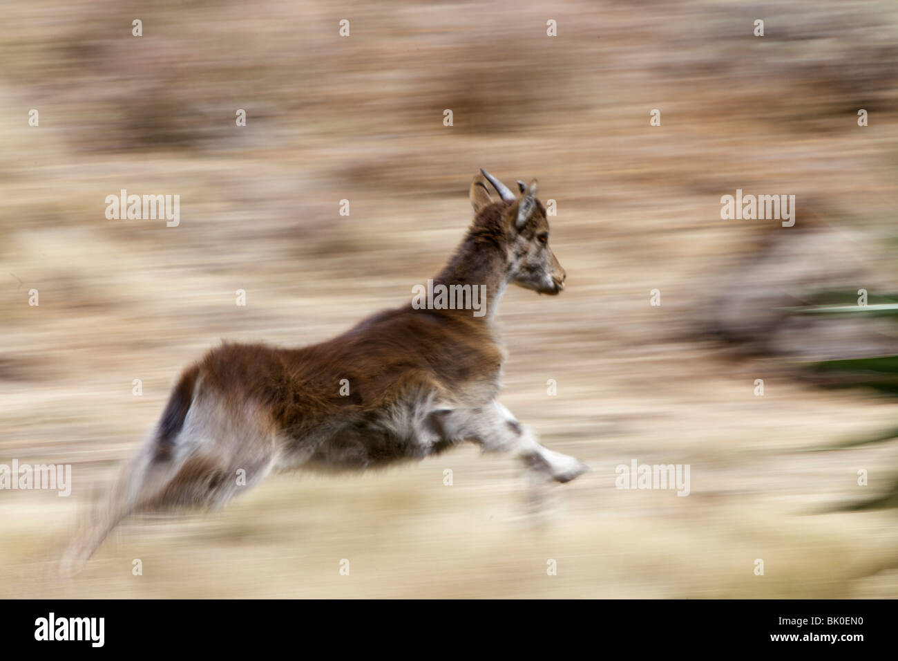 Panning shot of juvenile Walia Ibex running. Simien Mountains National Park Ethiopia. Stock Photo