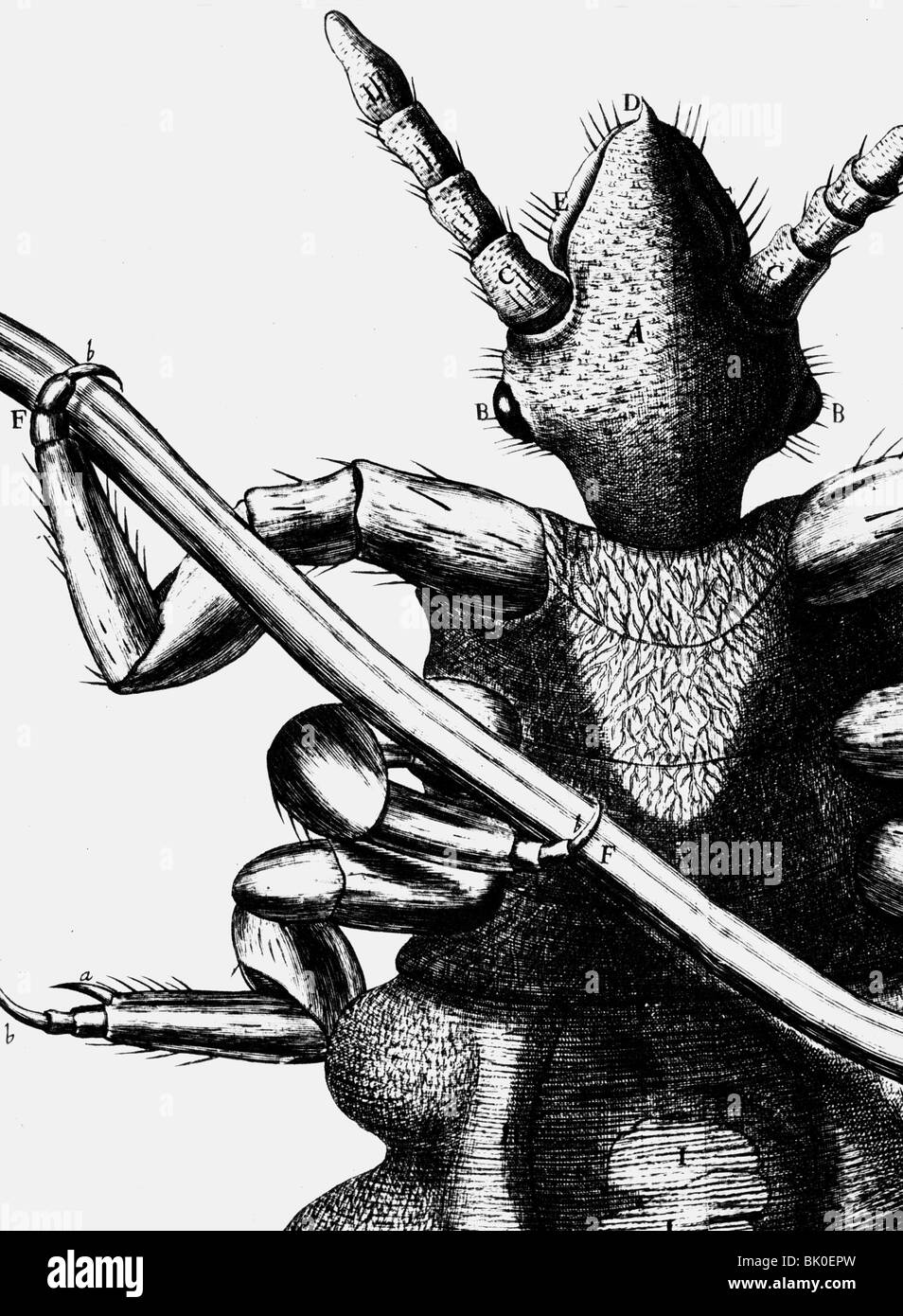 zoology, insects, flea (Siphonaptera), detail, copper engraving, 'Micrographia' by Robert Hooke, 1665, , Artist's Copyright has not to be cleared Stock Photo