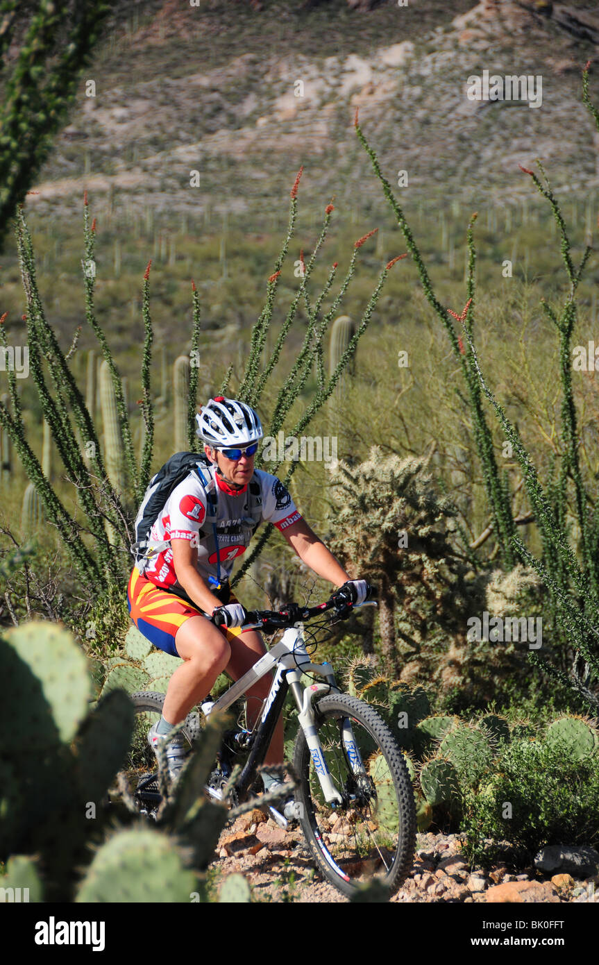 A cyclist rides along saguaro cactus (Carnegiea gigantea) in the Sonoran Desert on the Starr Pass Trail in Tucson, Arizona, USA. Stock Photo