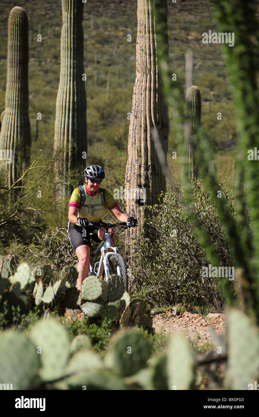 A cyclist rides along saguaro cactus (Carnegiea gigantea) in the Sonoran Desert on the Starr Pass Trail in Tucson, Arizona, USA. Stock Photo