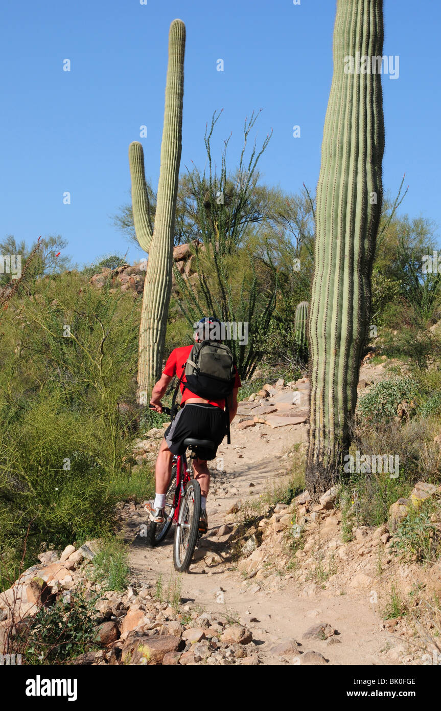 A cyclist rides along saguaro cactus (Carnegiea gigantea) in the Sonoran Desert on the Starr Pass Trail in Tucson, Arizona, USA. Stock Photo