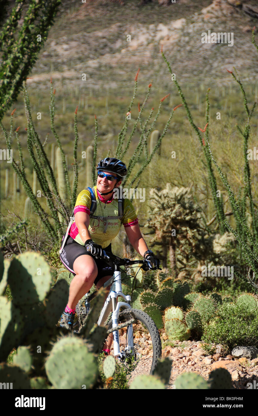 A cyclist rides along saguaro cactus (Carnegiea gigantea) in the Sonoran Desert on the Starr Pass Trail in Tucson, Arizona, USA. Stock Photo