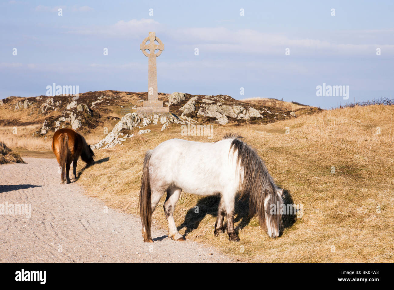 Welsh Mountain Ponies by Celtic cross in National Nature Reserve on Llanddwyn Island, Newborough, Anglesey, North Wales, UK. Stock Photo