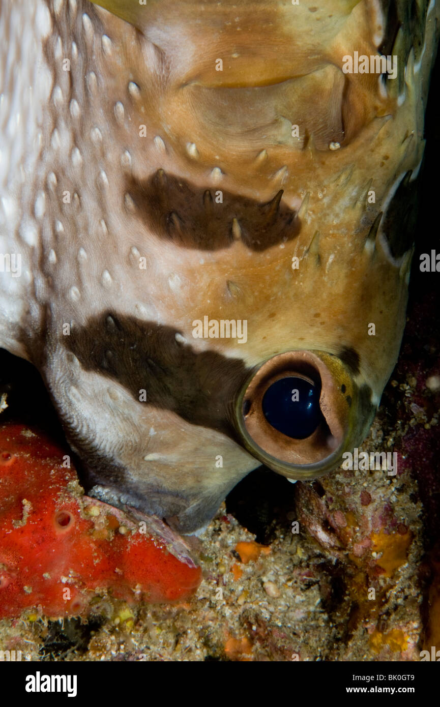 Black Blotched Porcupine fish (Diodon liturosus) asleep head down in a small fissure in rock, Similan Islands, Thailand Stock Photo