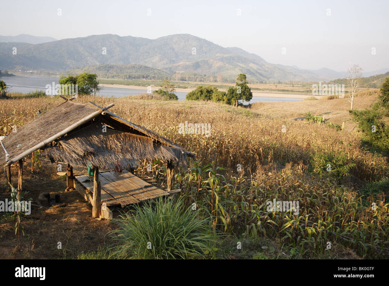 Corn fields by the Mekong River in the Golden Triangle near Chiang Saen, Northern Thailand Stock Photo