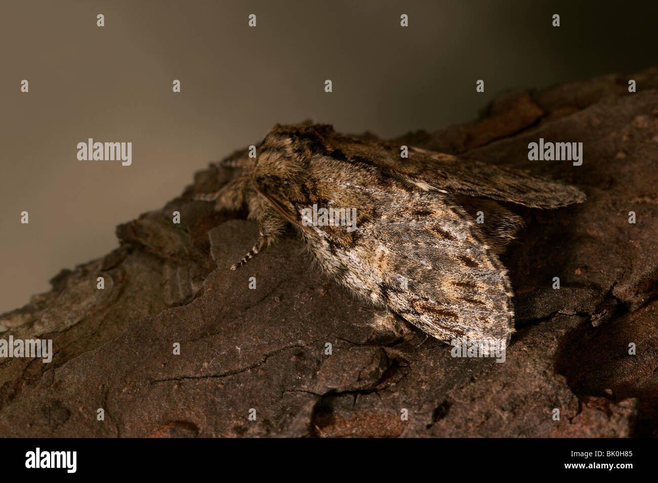 Great Prominent (Peridea anceps) moth Stock Photo