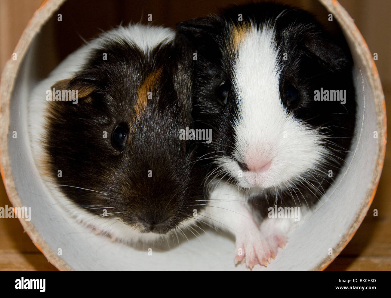 A pair of young Guinea Pigs inside a play tunnel, both looking at the camera. Stock Photo