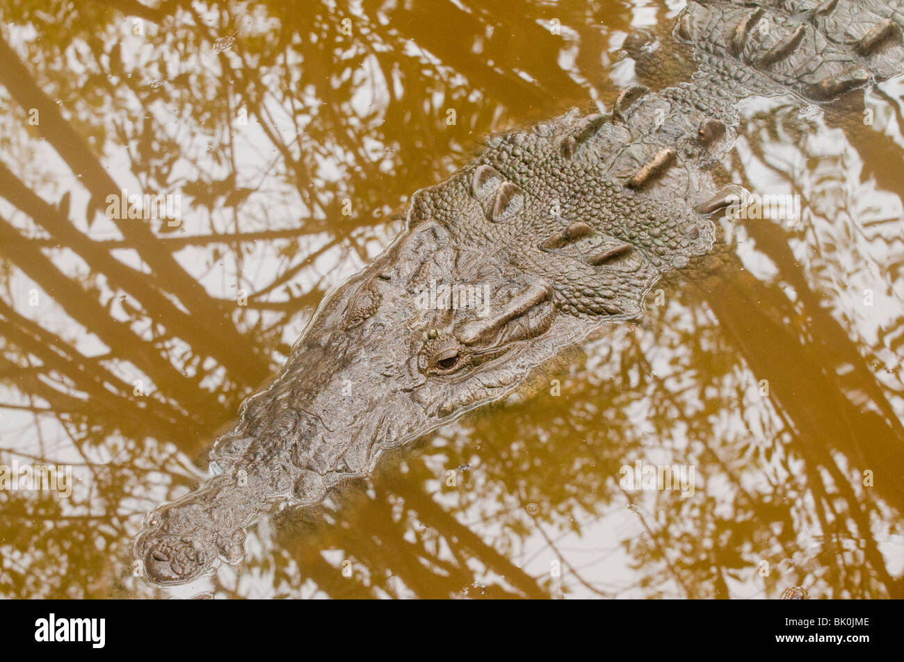 La Manzanilla, Mexico, Alligator resting in natural habitat Stock Photo