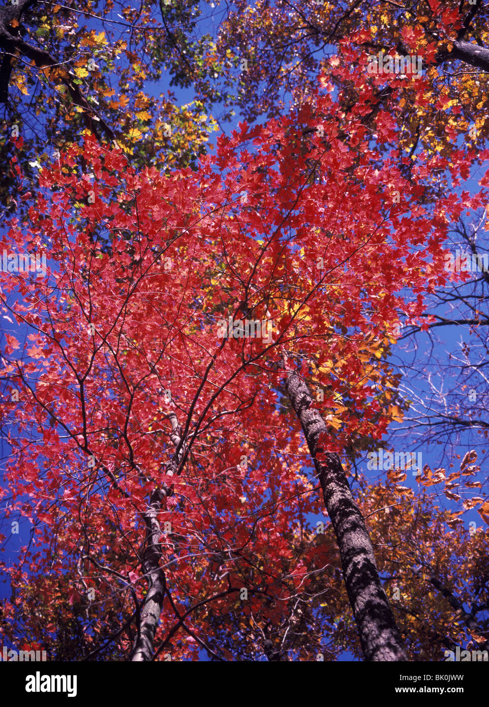Branches and leaves of the Red Maple tree (Acer rubrum) in fall foliage