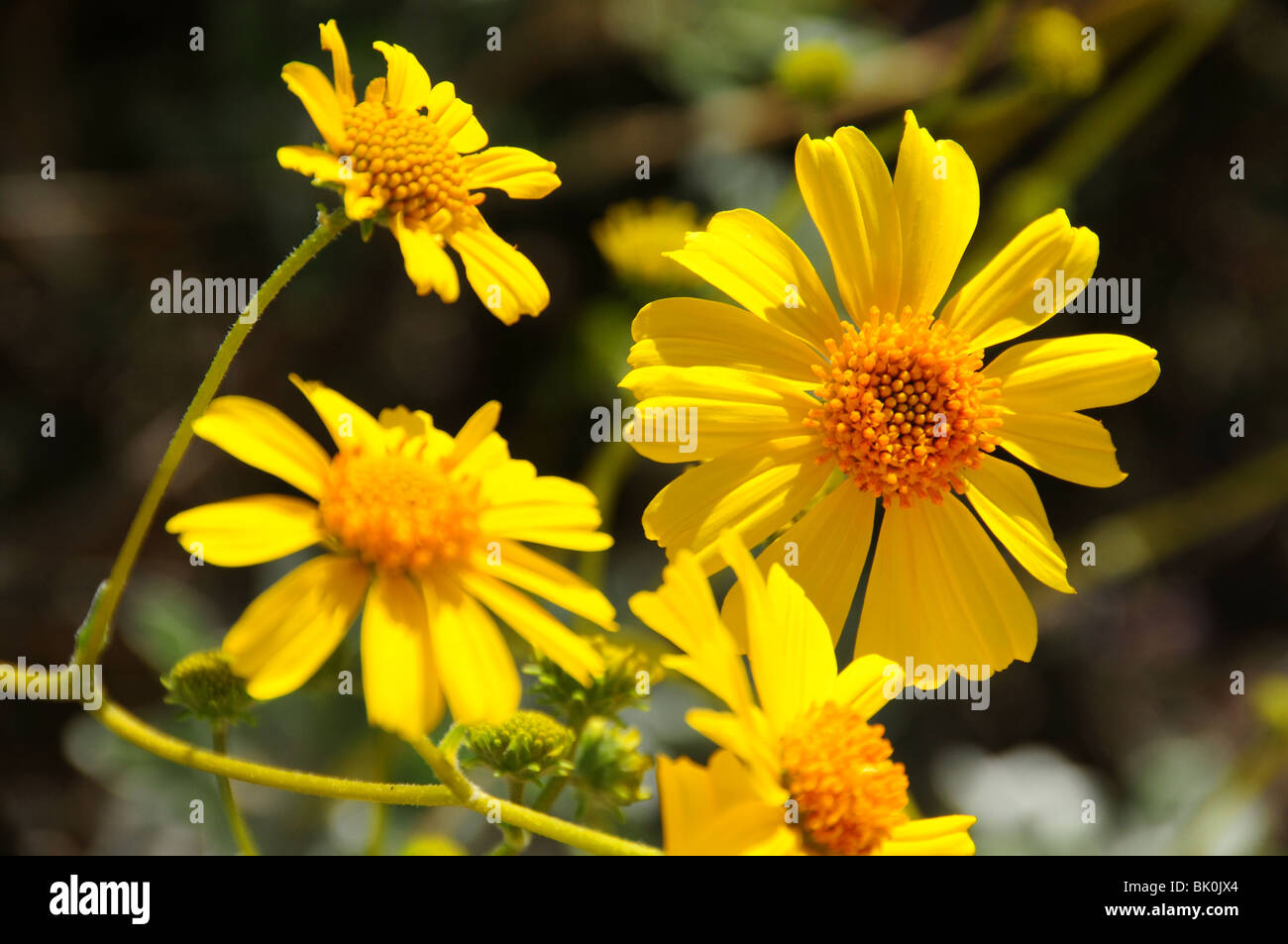 Brittlebush, (Encelia farinosa), grows in the Sonoran Desert in Tucson