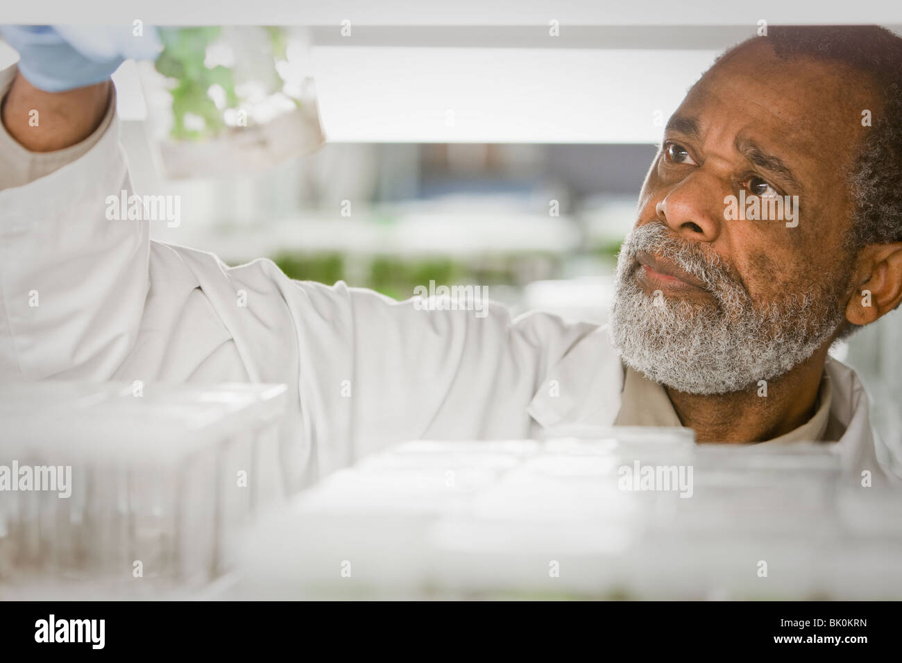 African American scientist working in laboratory Stock Photo