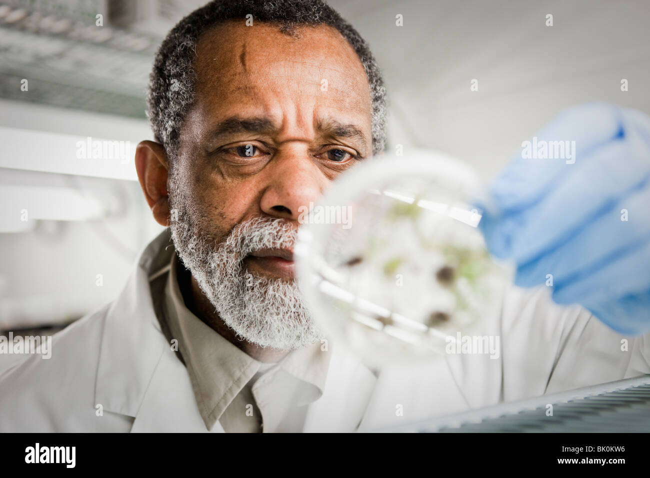 African American scientist holding specimen in petri dish Stock Photo