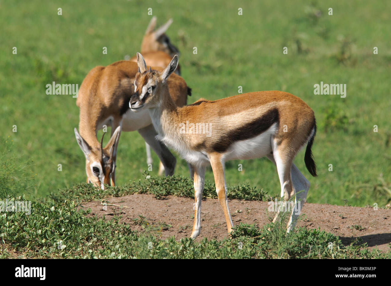 Red fronted gazella hi-res stock photography and images - Alamy