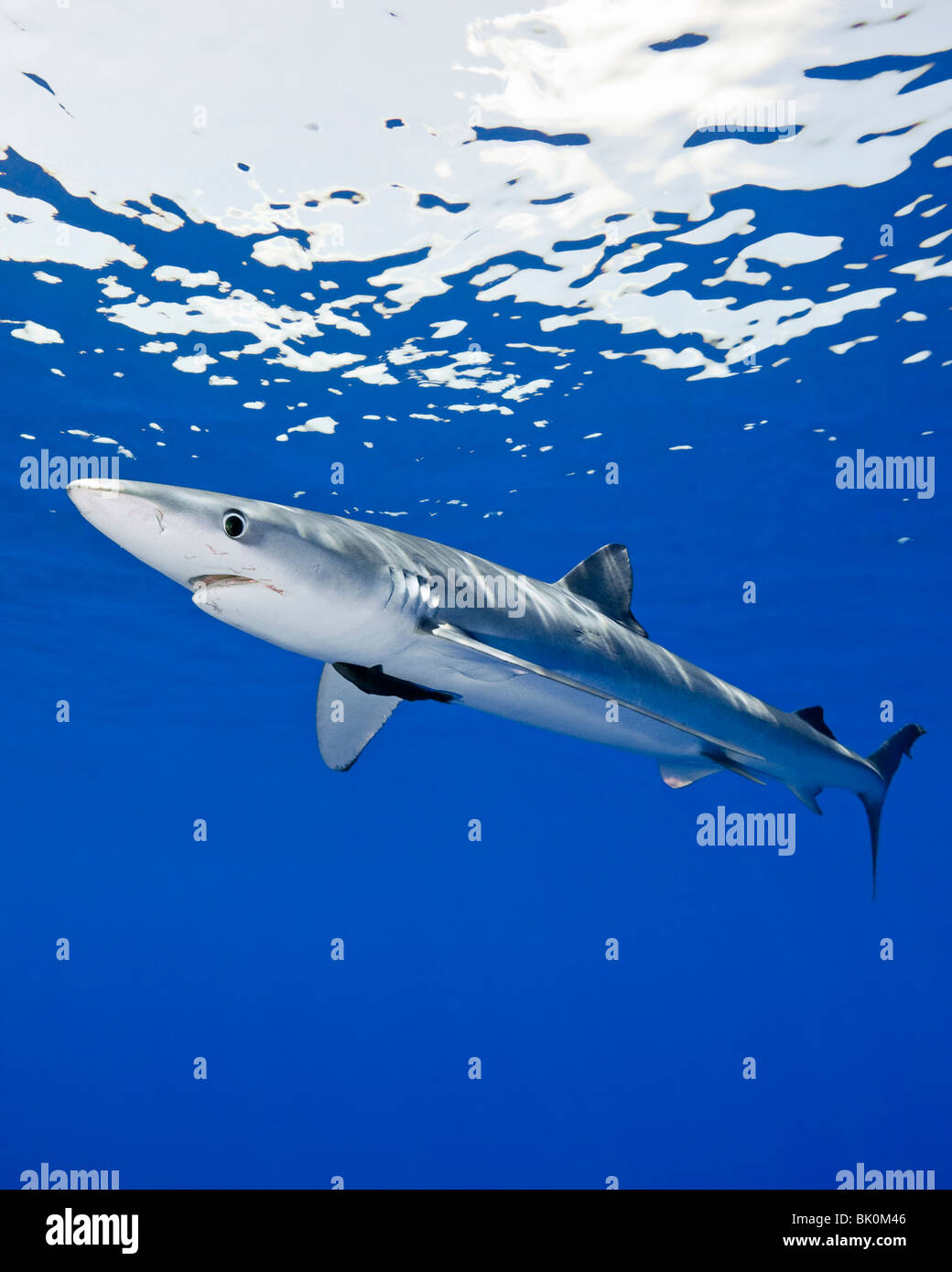 Blue shark, Prionace glauca, large female with mating scar on its side Stock Photo