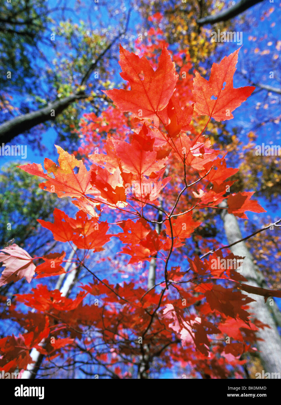 Branches and leaves of the Red Maple tree (Acer rubrum) in fall foliage, autumn, Allegheny