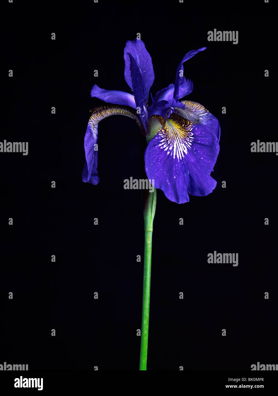 Siberian Iris Against A Black Background Stock Photo