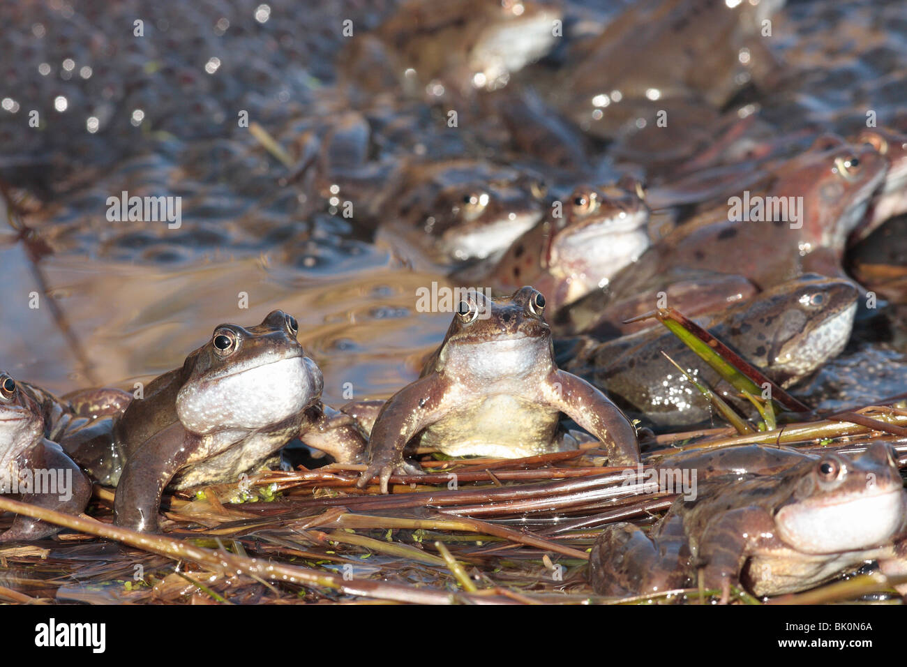 Frog catcher with live Goliath frogs (Conraua goliath), largest