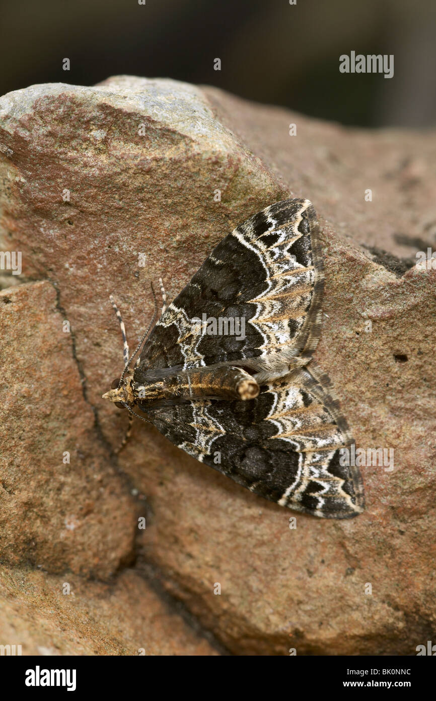Small Phoenix (Ecliptopera silaceata) moth Stock Photo