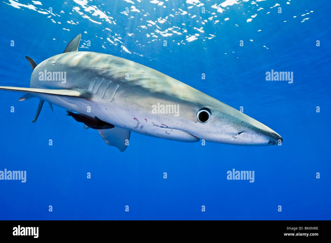 Blue shark, Prionace glauca, large female with mating scar on its side Stock Photo