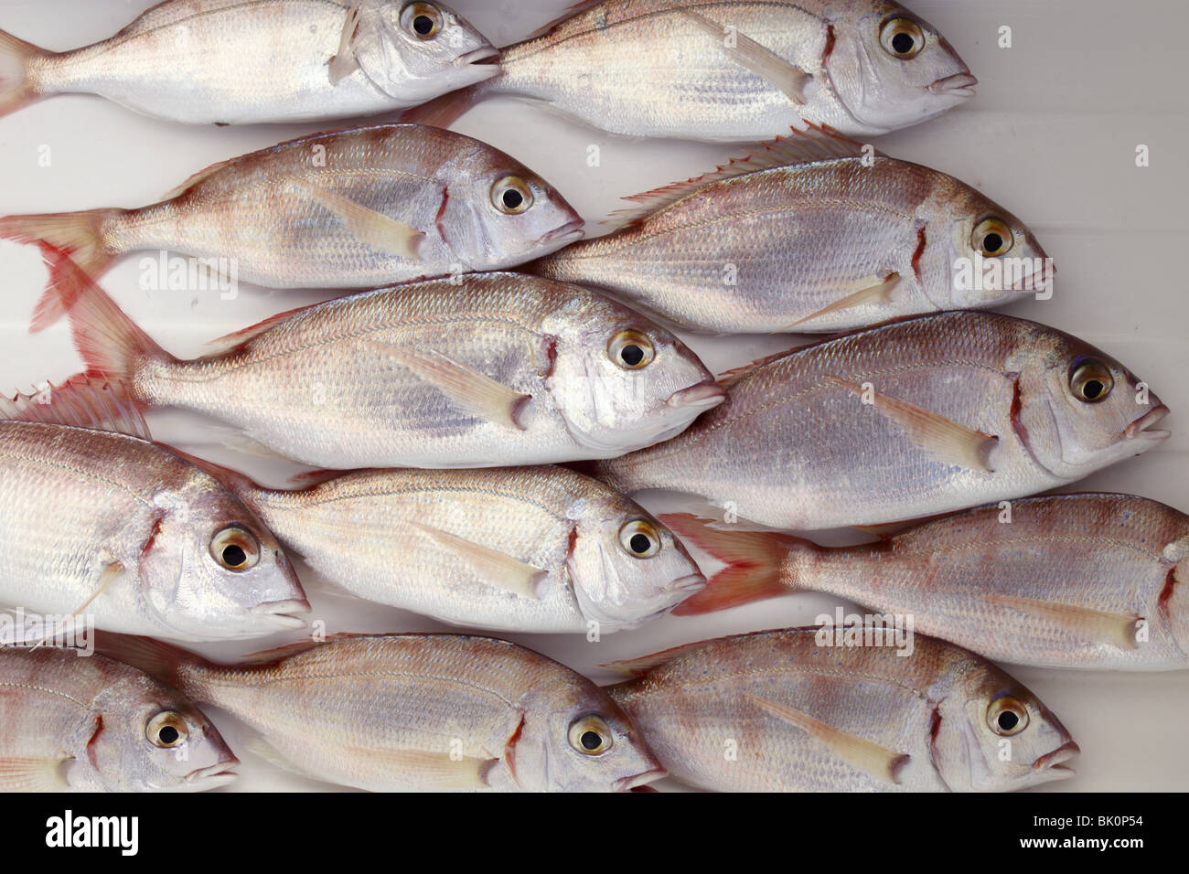 common pandora fish pagellus erythrinus catch background Stock Photo