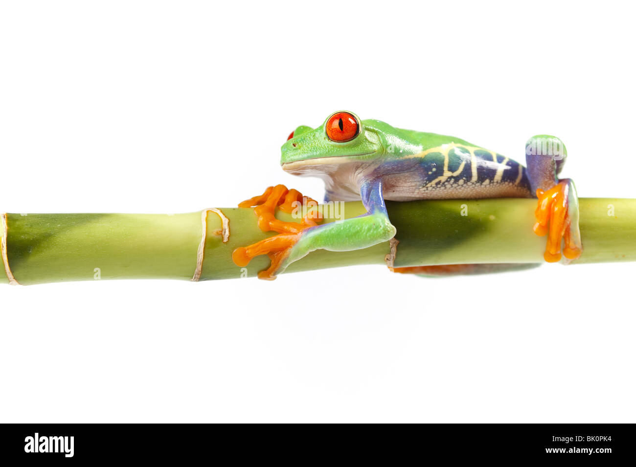 Red eyed tree frog sitting on bamboo Stock Photo