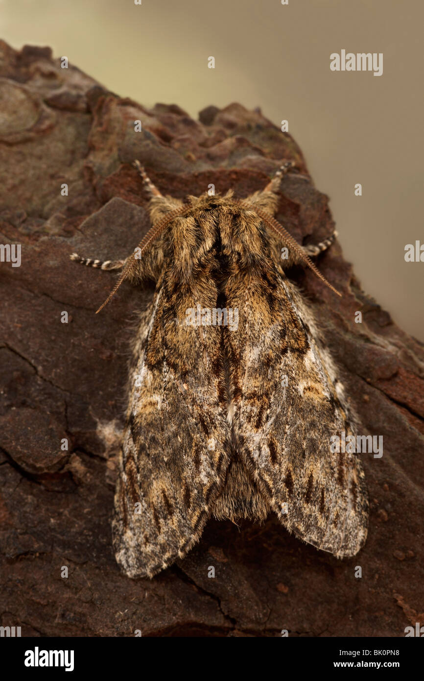 Great Prominent (Peridea anceps) moth Stock Photo