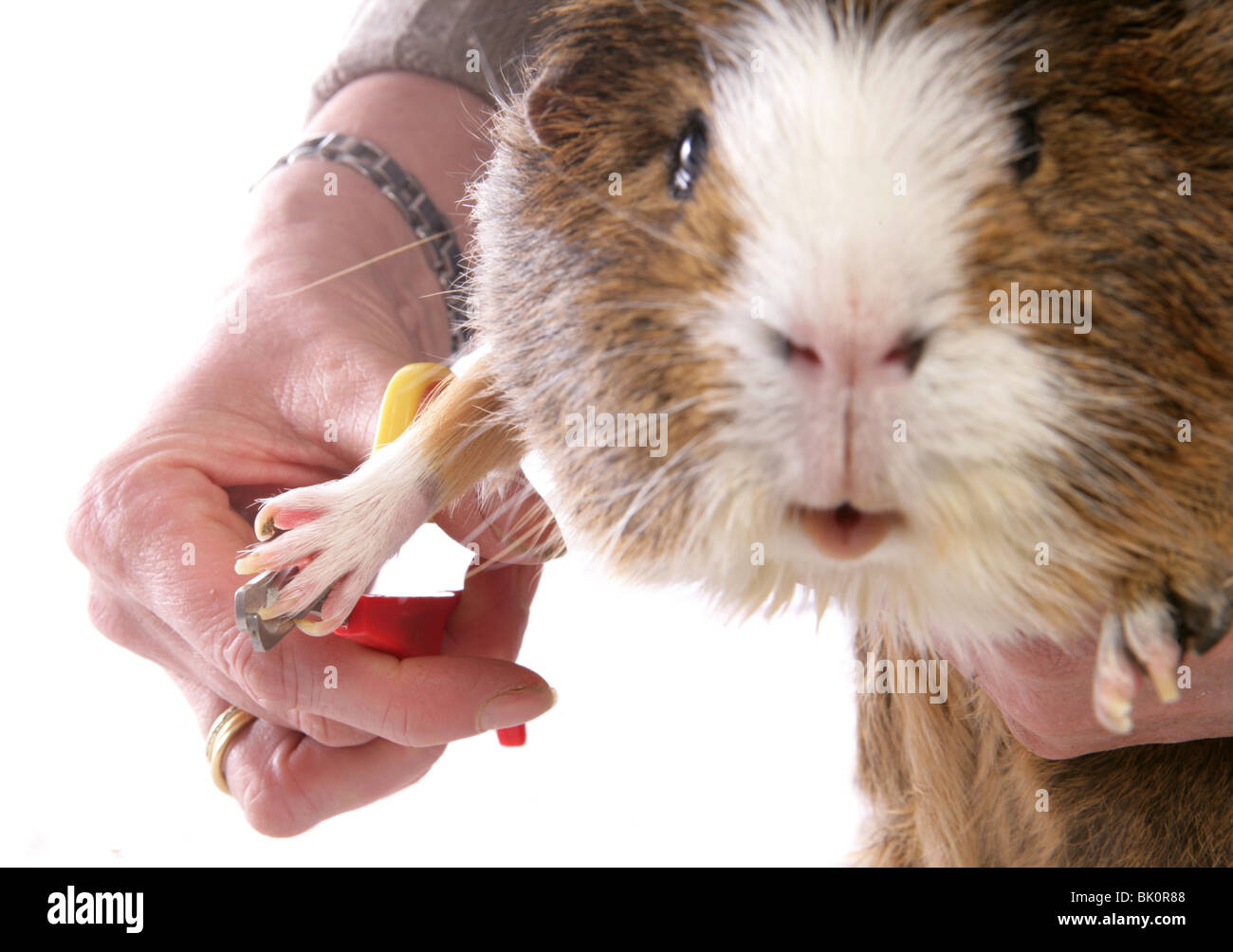 Domestic Guinea Pig Cavia porcellus Portrait of single adult having