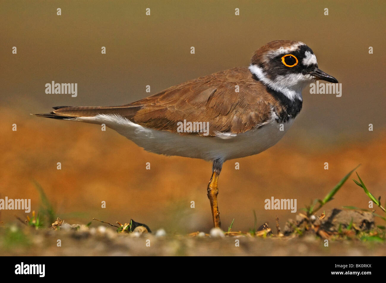 Little Rigned Plover Little Ringed Plover Stock Photo - Alamy