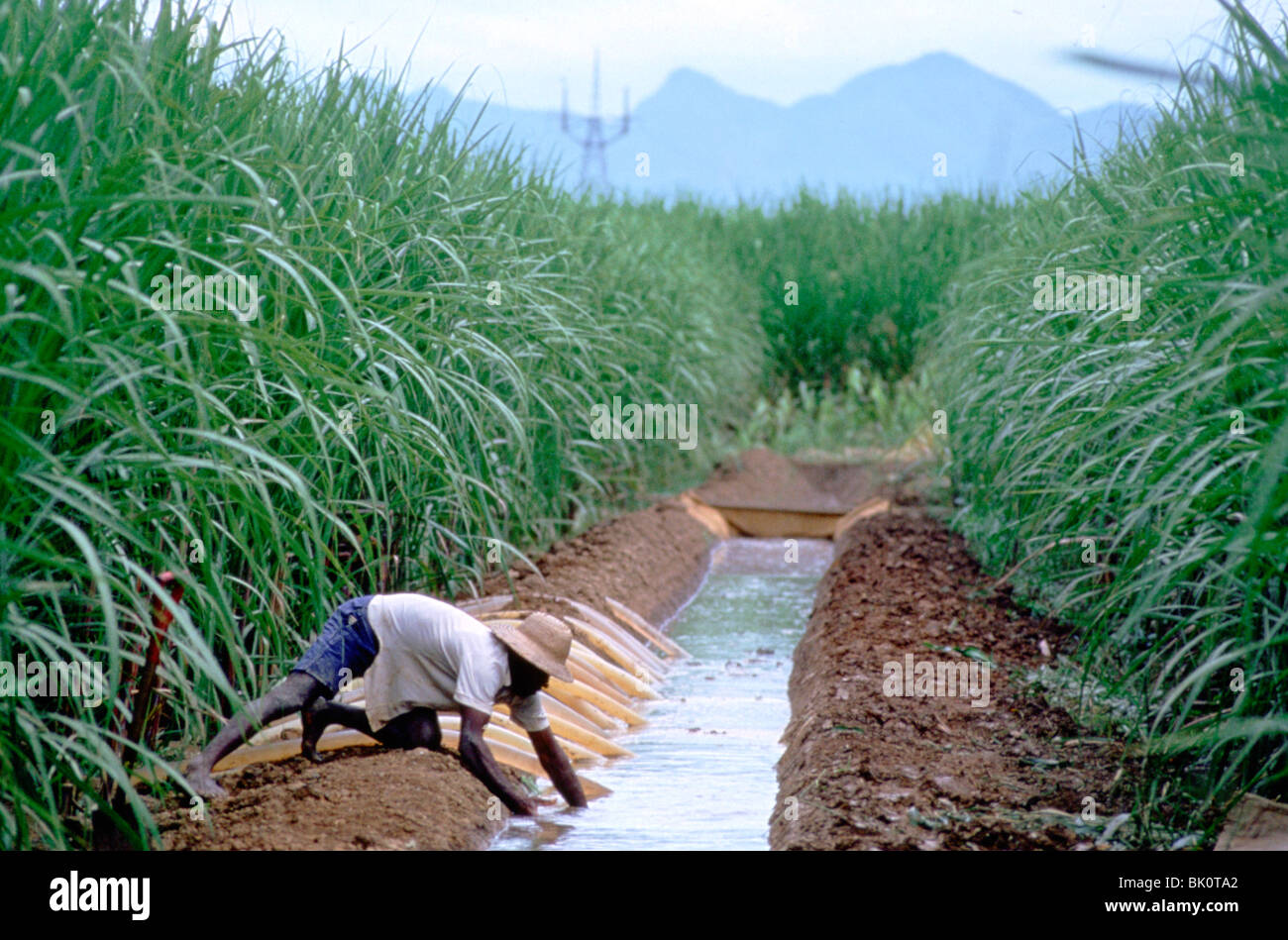 Irrigation ditch sugar cane field hires stock photography and images