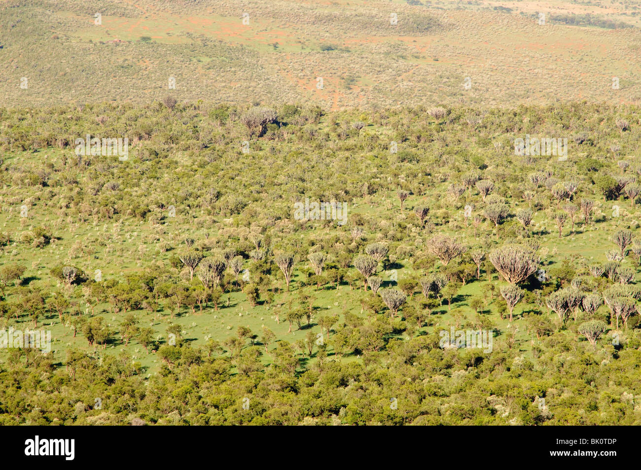 Aerial view of the African savanna Stock Photo