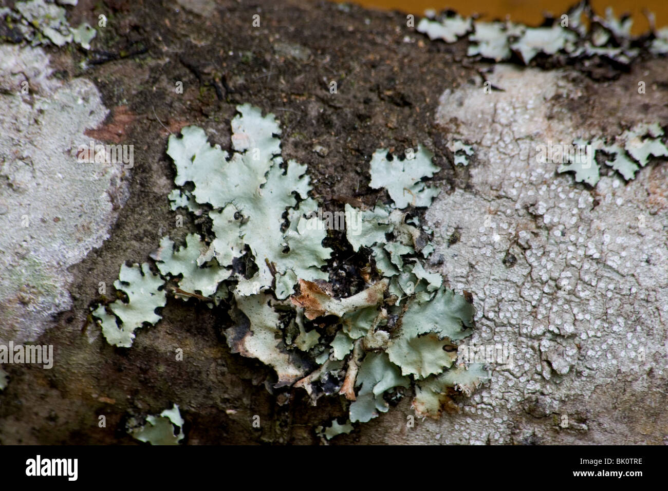 Foliose lichens on dead tree Stock Photo
