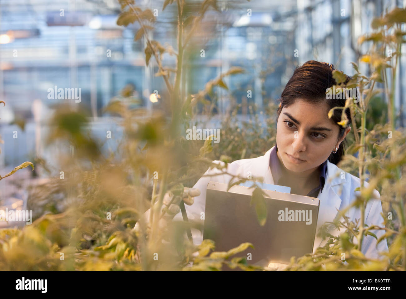 Indian scientist working in greenhouse Stock Photo