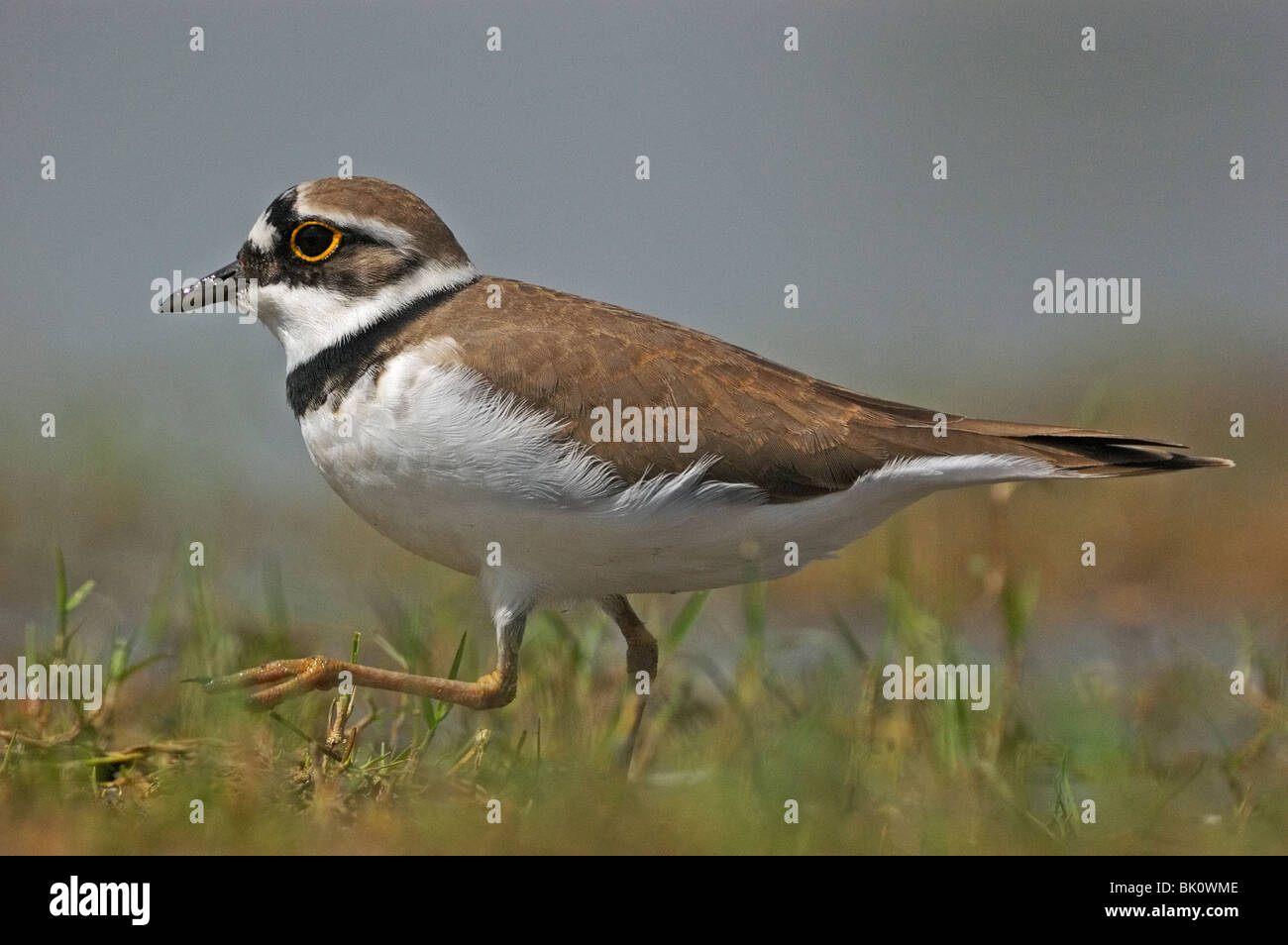 Little Rigned Plover Little water low level hi-res stock photography and images - Alamy
