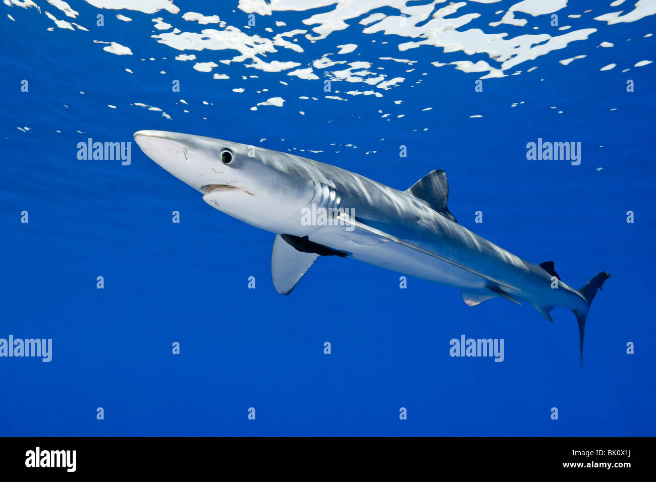 Blue shark, Prionace glauca, large female with mating scar on its Stock