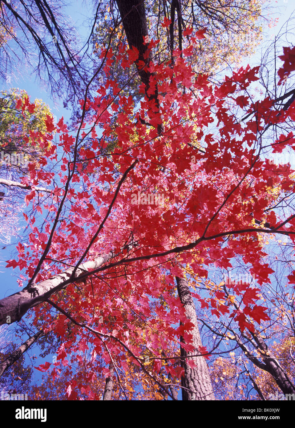 Branches and leaves of the Red Maple tree (Acer rubrum) in fall foliage