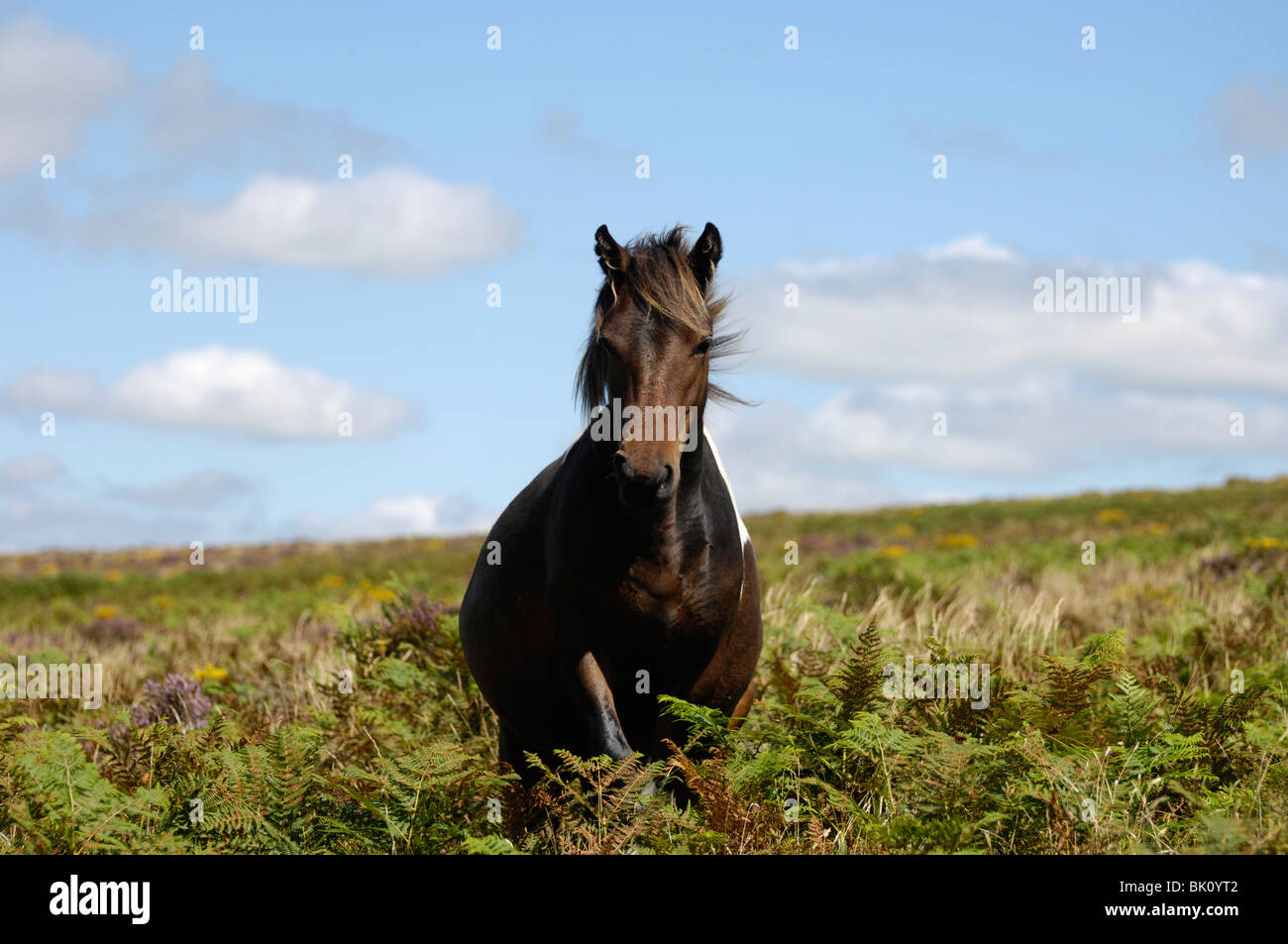 Dartmoor Hill Pony Stock Photo Alamy