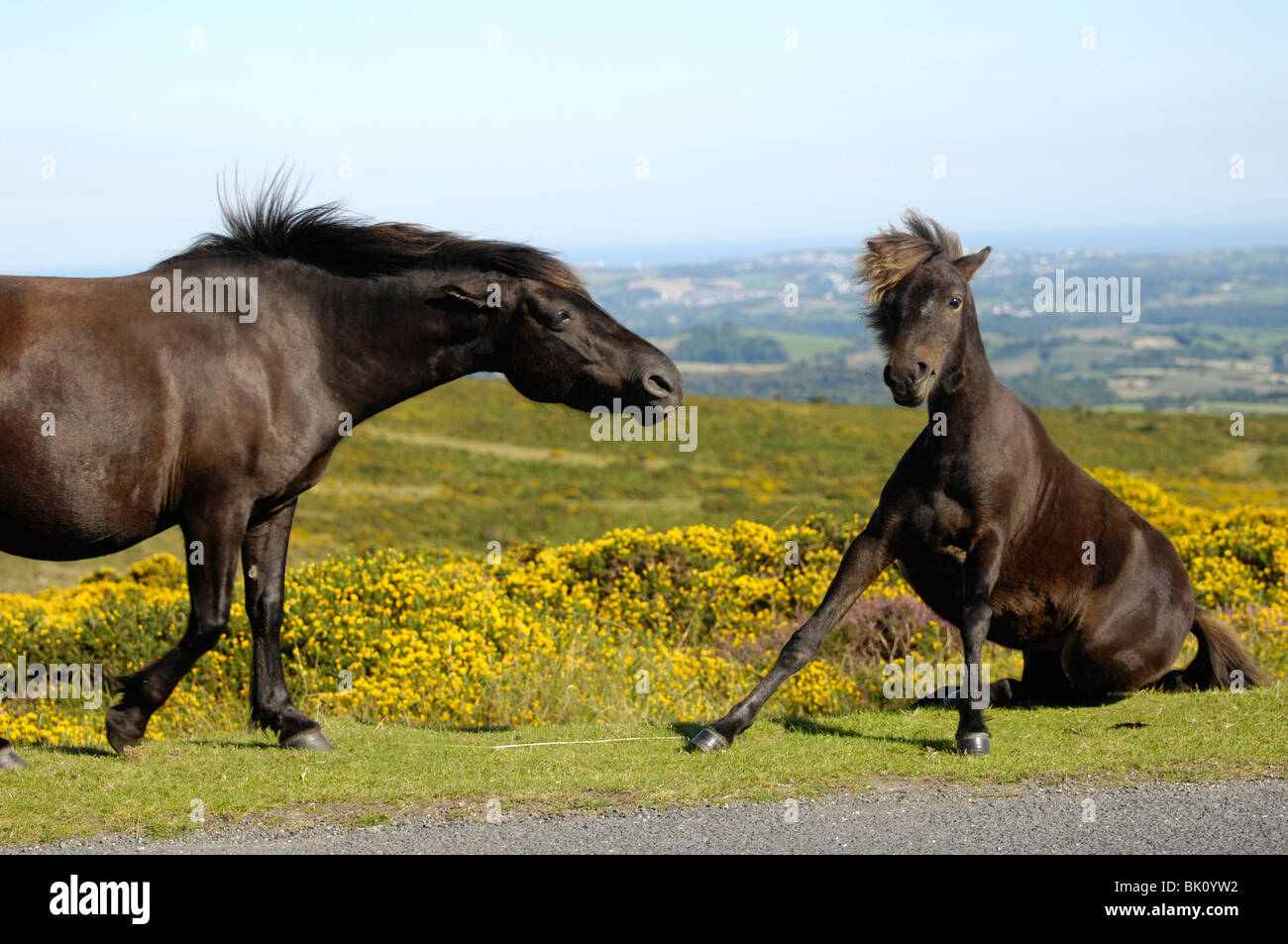 Pedigree dartmoor pony hires stock photography and images Alamy